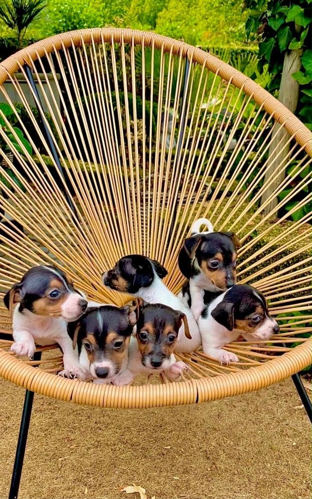 Tricolor Jack.russel Pupjes kortpotige, Dieren en Toebehoren, Honden | Jack Russells en Terriërs, CDV (hondenziekte), België, Fokker | Hobbymatig