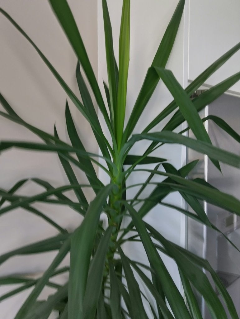 yucca plant, Ophalen, 200 cm of meer, Halfschaduw, Yucca
