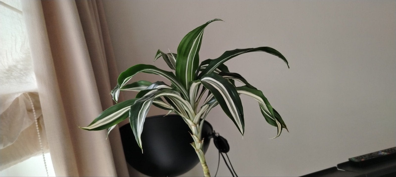 Dracaena fragrans * 8 jaar oud - Kamerplant., Huis en Inrichting, Kamerplanten, Ophalen, Palm, Halfschaduw, 100 tot 150 cm