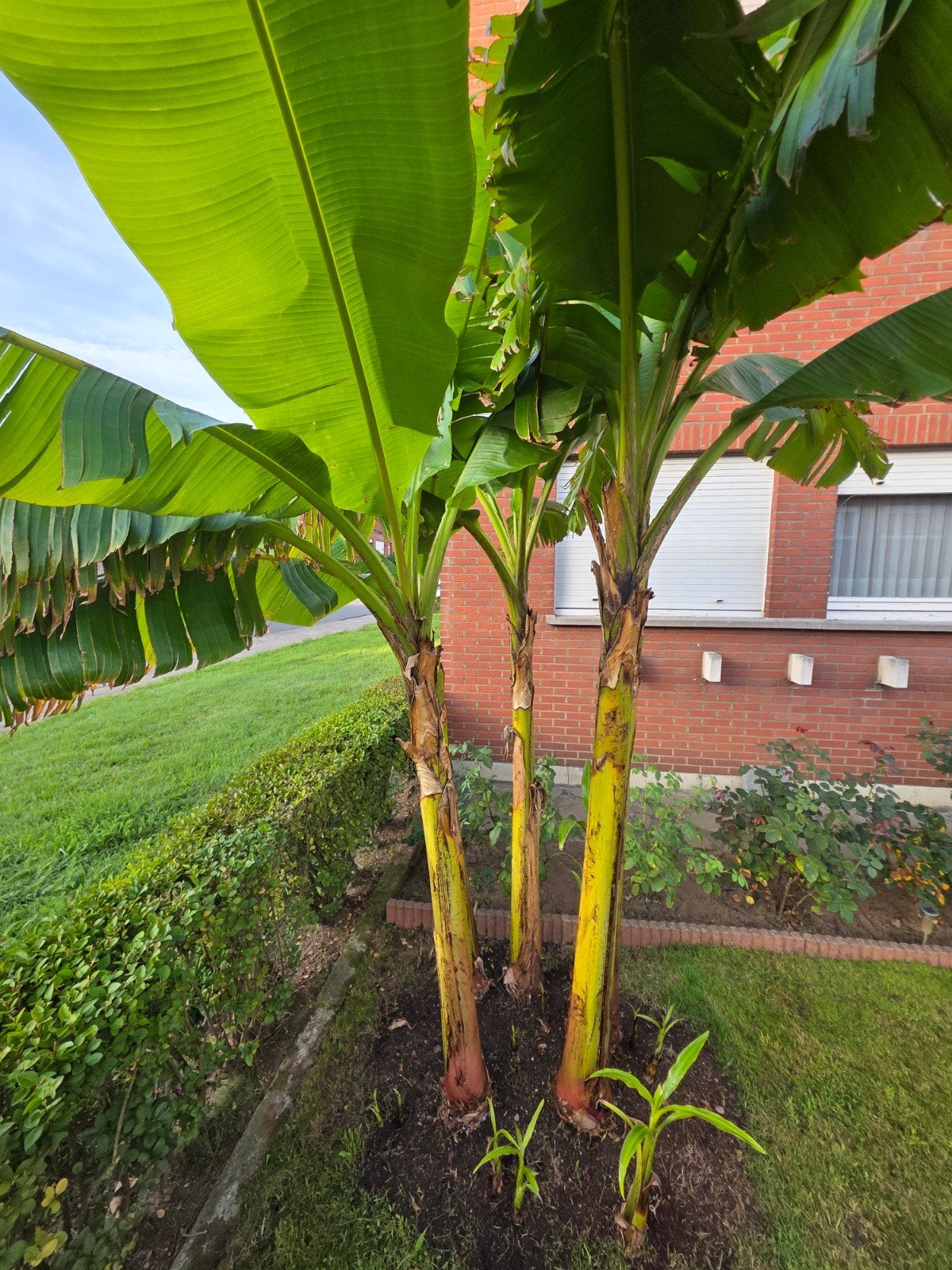 banana plant, Tuin en Terras, Ophalen