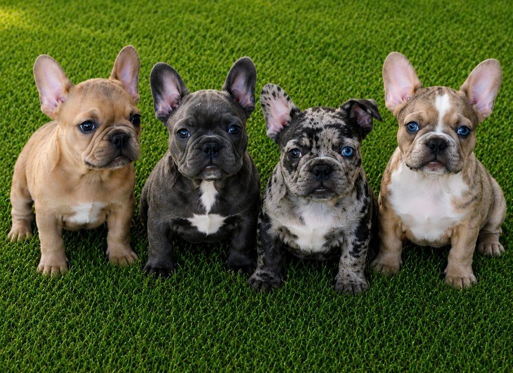 franse bulldog pups, België, 8 tot 15 weken, Meerdere, Meerdere dieren
