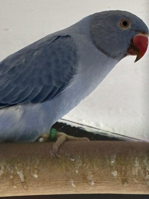 Halsbandparkieten
