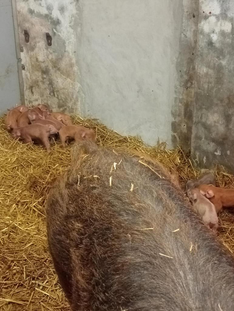 Duroc varkens te koop.