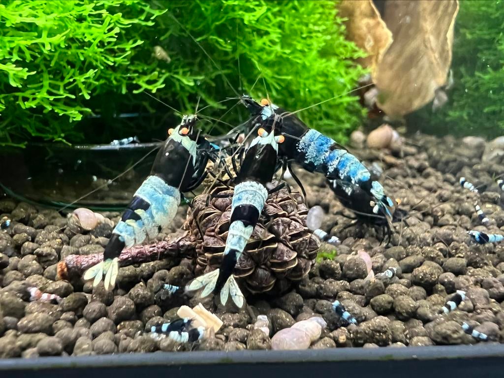 Panda/Mosura OE Caridina, Dieren en Toebehoren, Kreeft, Krab of Garnaal