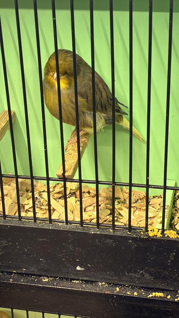 Gloster mannen, Dieren en Toebehoren, Mannelijk, Postuurkanarie