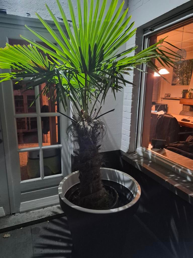 Palmboom, Tuin en Terras, Ophalen, Palmboom