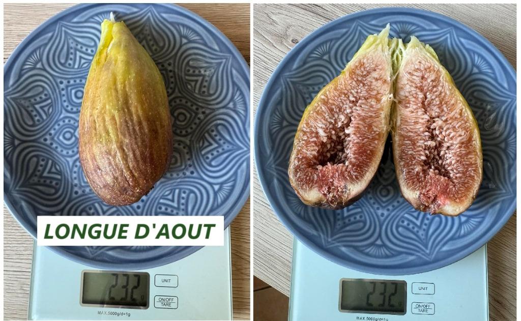 FIGUIERS entre autre LONGUE D'AOÛT 1,5++ MÈTRE en pot, 15€/, Enlèvement ou Envoi, Plante fixe, Plantes fruitières, Plein soleil