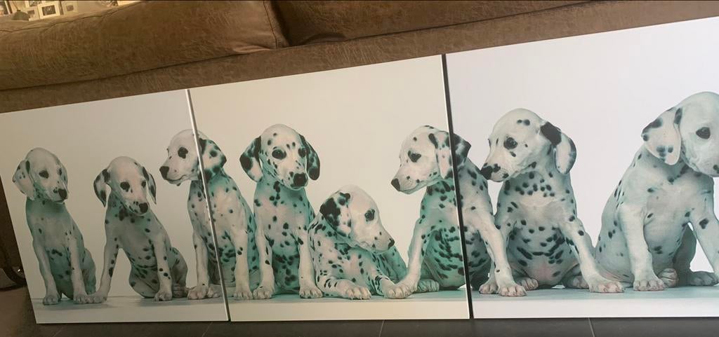 Dalmatiens en 3 parties, Enlèvement