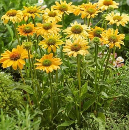 Zaden van  gele  Echinacea oogst 2025, Tuin en Terras, Ophalen of Verzenden, Gehele jaar, Zaad