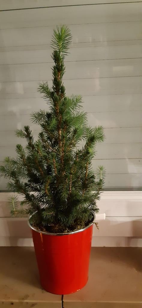 Levende mini-kerstboom - voor binnen of buiten 57 cm, Tuin en Terras, Planten | Bomen, Ophalen, In pot