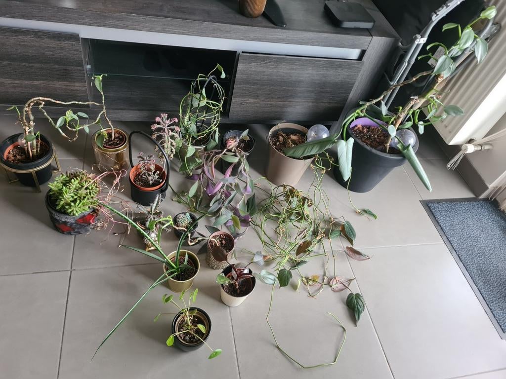 lot kamerplanten, Ophalen