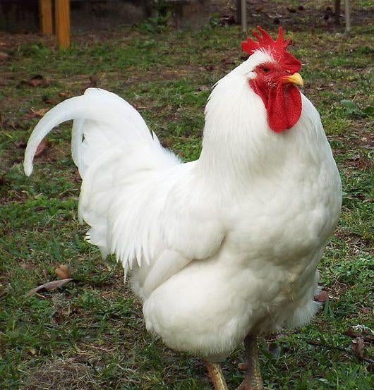 Cherche Œufs fécondés Jersey Giant blanche pure, Enlèvement ou Envoi, Neuf, Autres types