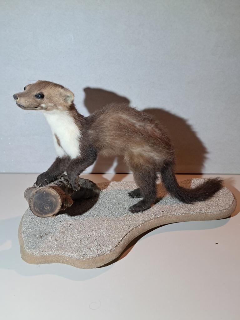 Mooie steenmarter. Opgezette dieren. Taxidermie, Ophalen of Verzenden
