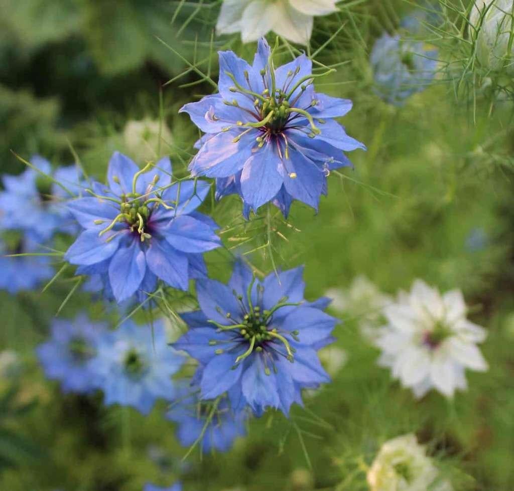 graines de nigelle de Damas (Nigella damascena), Enlèvement ou Envoi, Printemps, Plein soleil, Graine