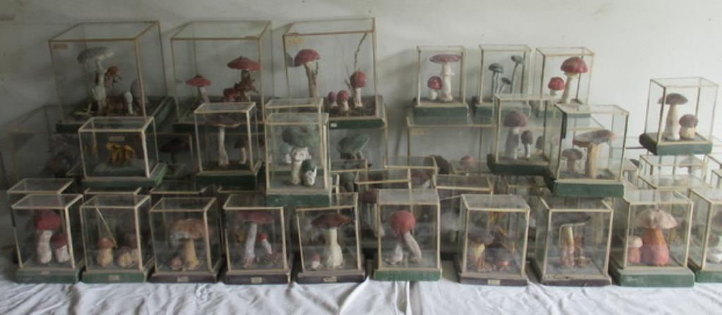 collectie antieke botanische modellen paddestoelen in box, Verzenden