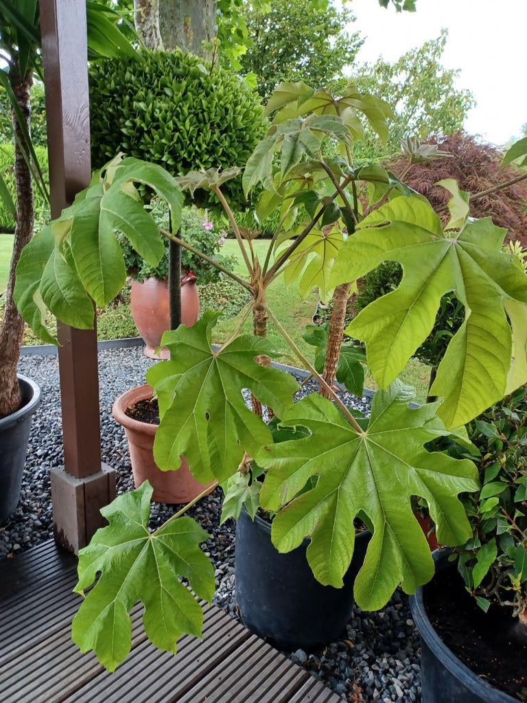 Tetrapanax in pot, Tuin en Terras, Ophalen, In pot