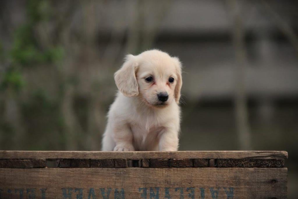 Cremekleurige langharige dwergteckeltjes, Dieren en Toebehoren, Honden | Teckels en Dashonden, Parvo, België, 8 tot 15 weken, Dwerg