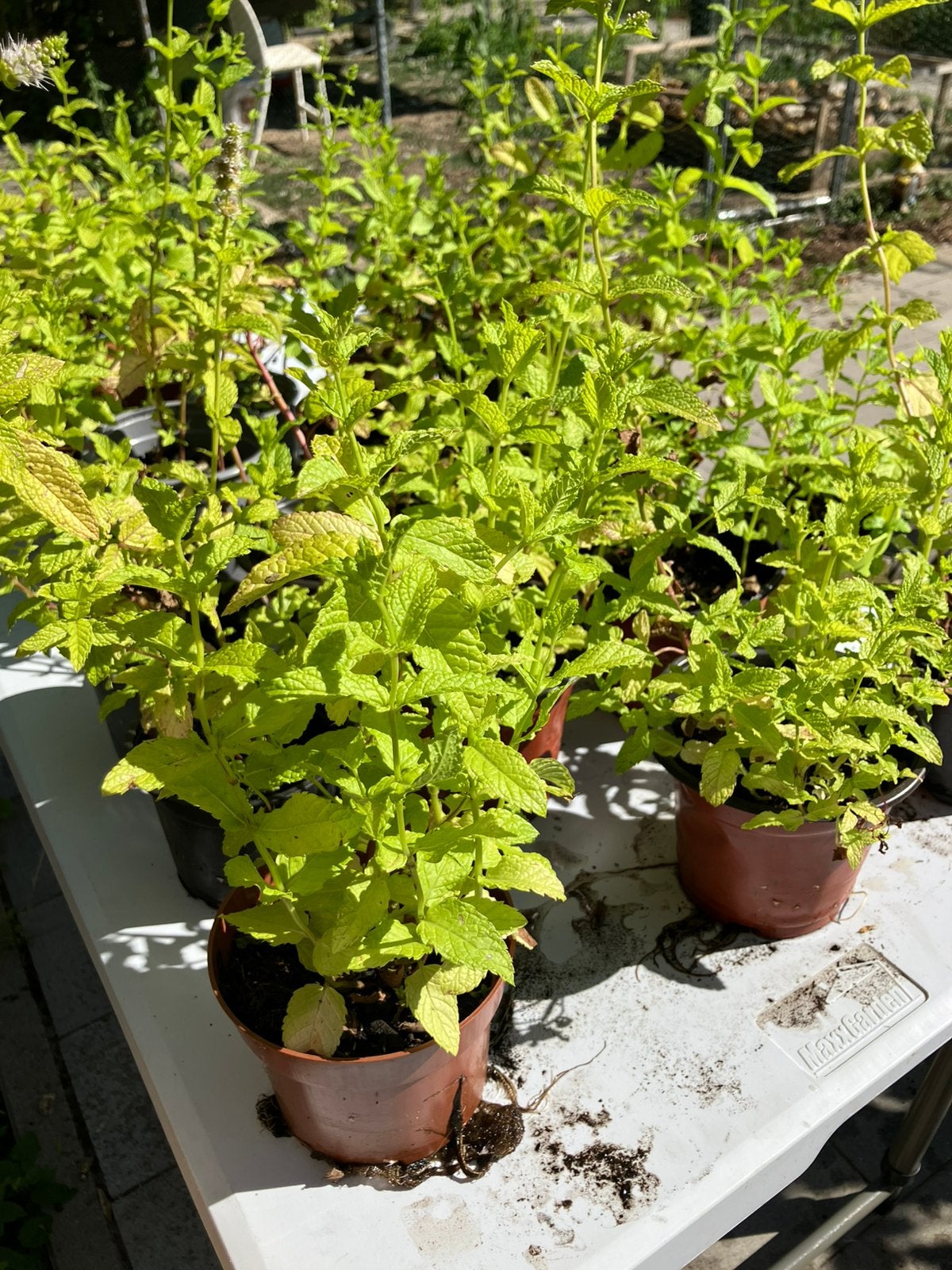 Vers uit eigen kweek - plantjes te koop!, Tuin en Terras, Ophalen