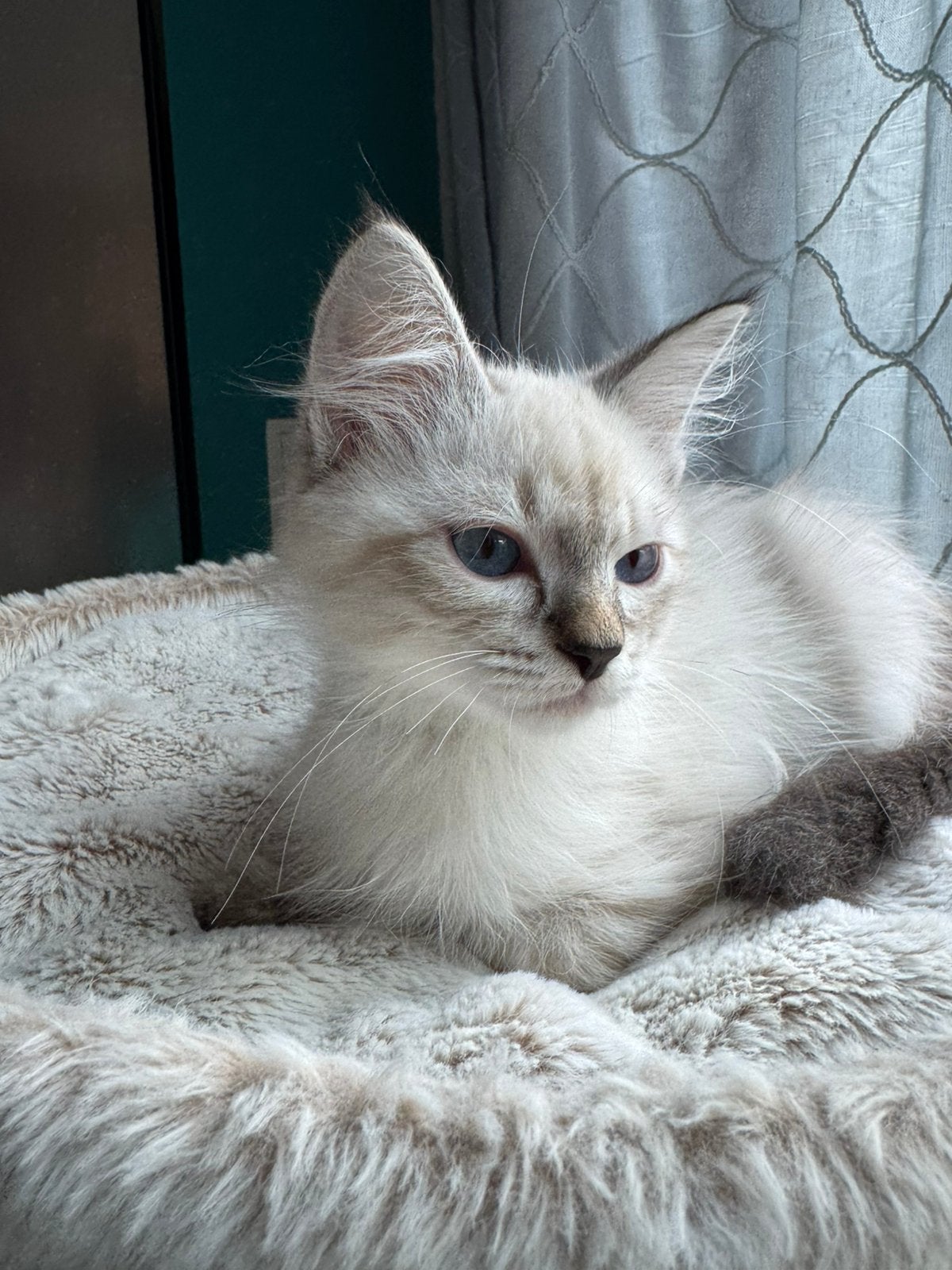 Neva masquerade ( Siberische color point) kitten te koop, Plusieurs animaux, Avec pedigree, 0 à 2 ans