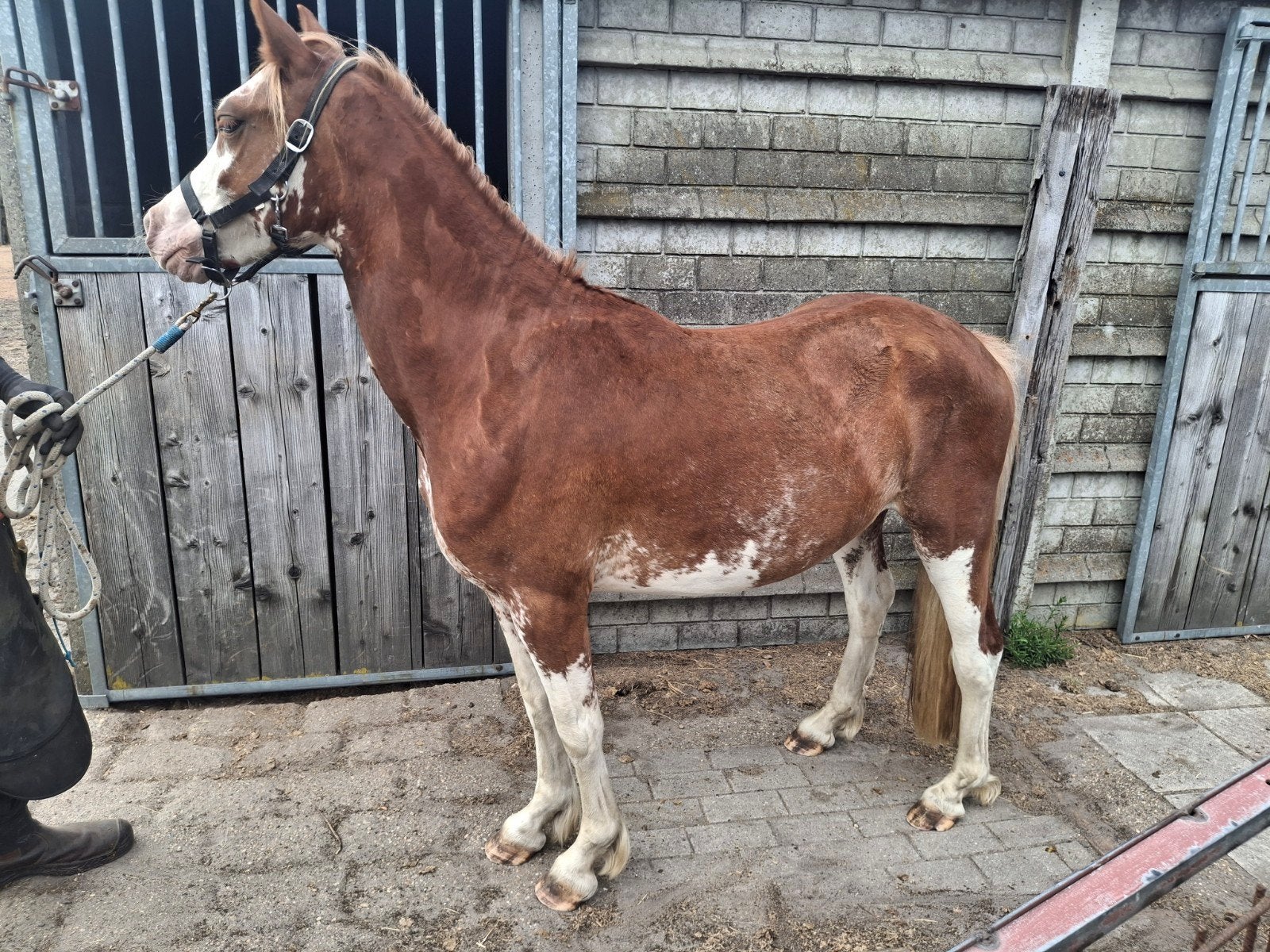 3,5 jarige C-pony ruin, Dieren en Toebehoren, Ruin