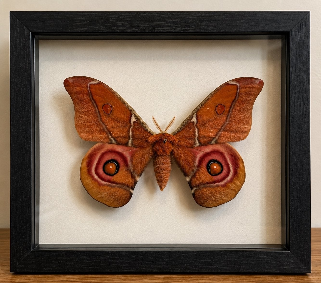 Madascar Bullseye moth, Dieren en Toebehoren, Vlinders of Rupsen
