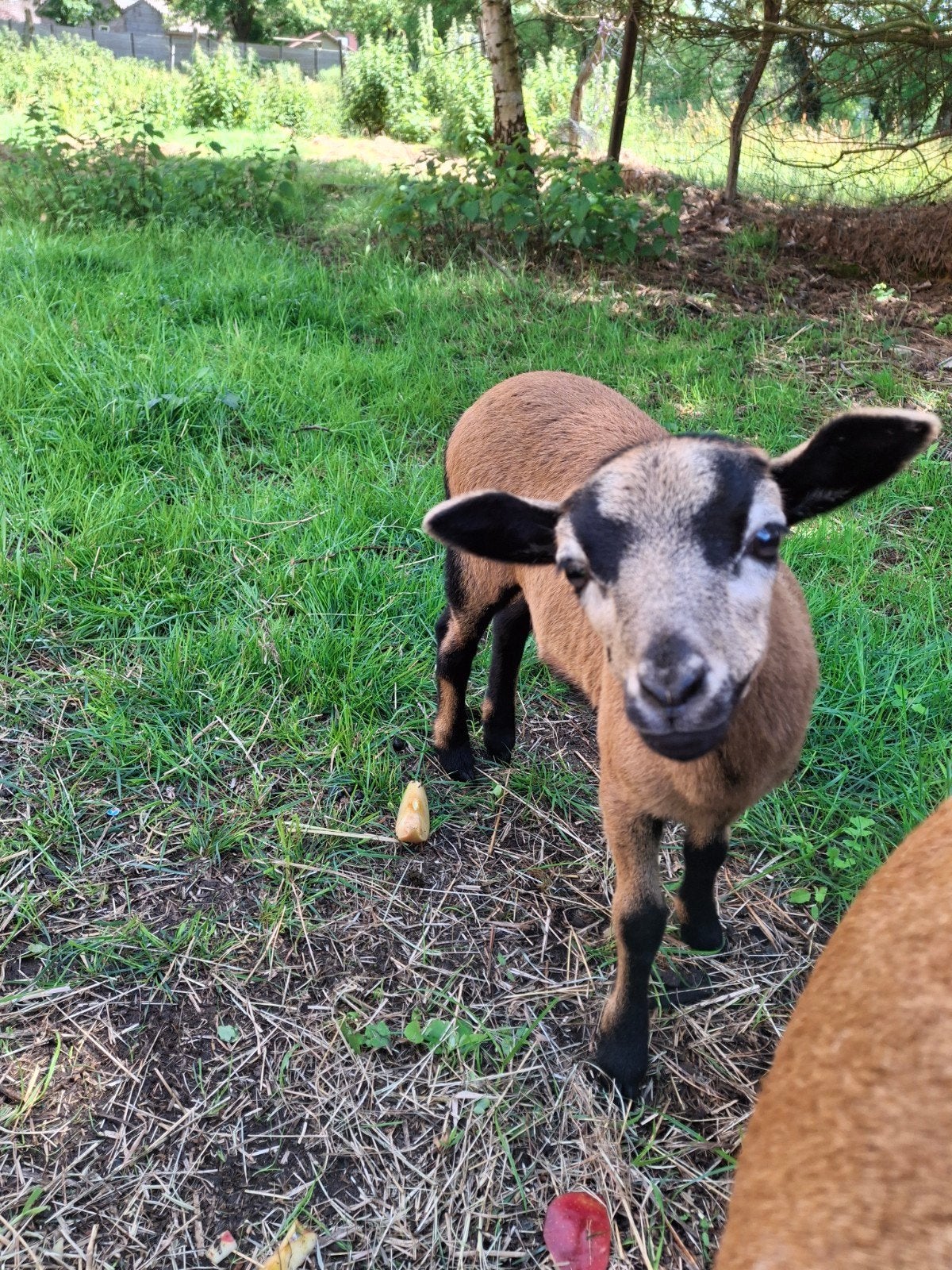 Kameroen lammetjes