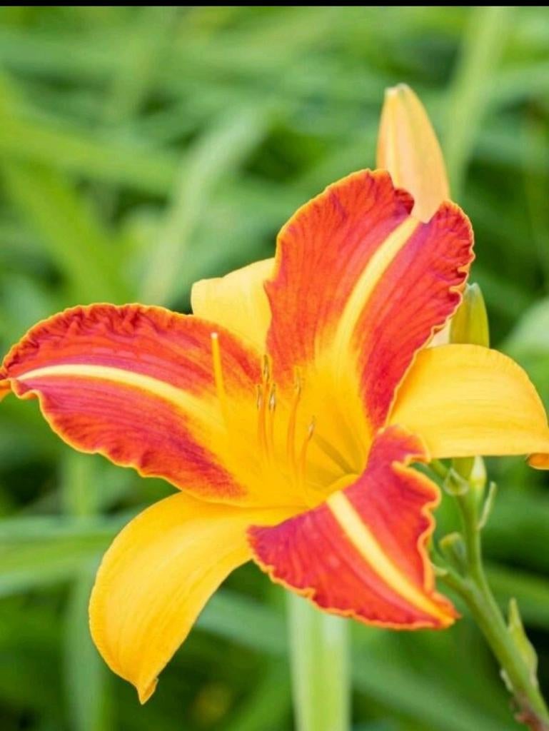 Hemerocallis Frans Hals, Enlèvement, Plein soleil