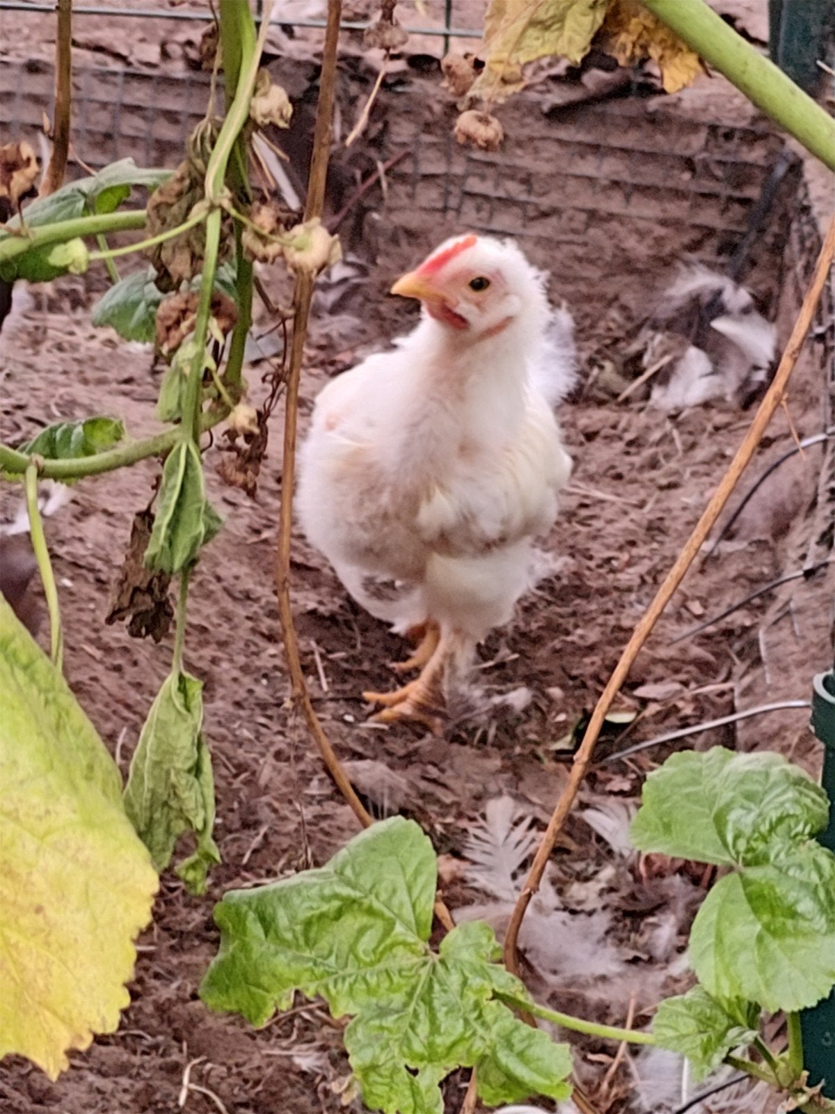 Cochin kriel haantjes, kuikens, Dieren en Toebehoren, Mannelijk, Tam