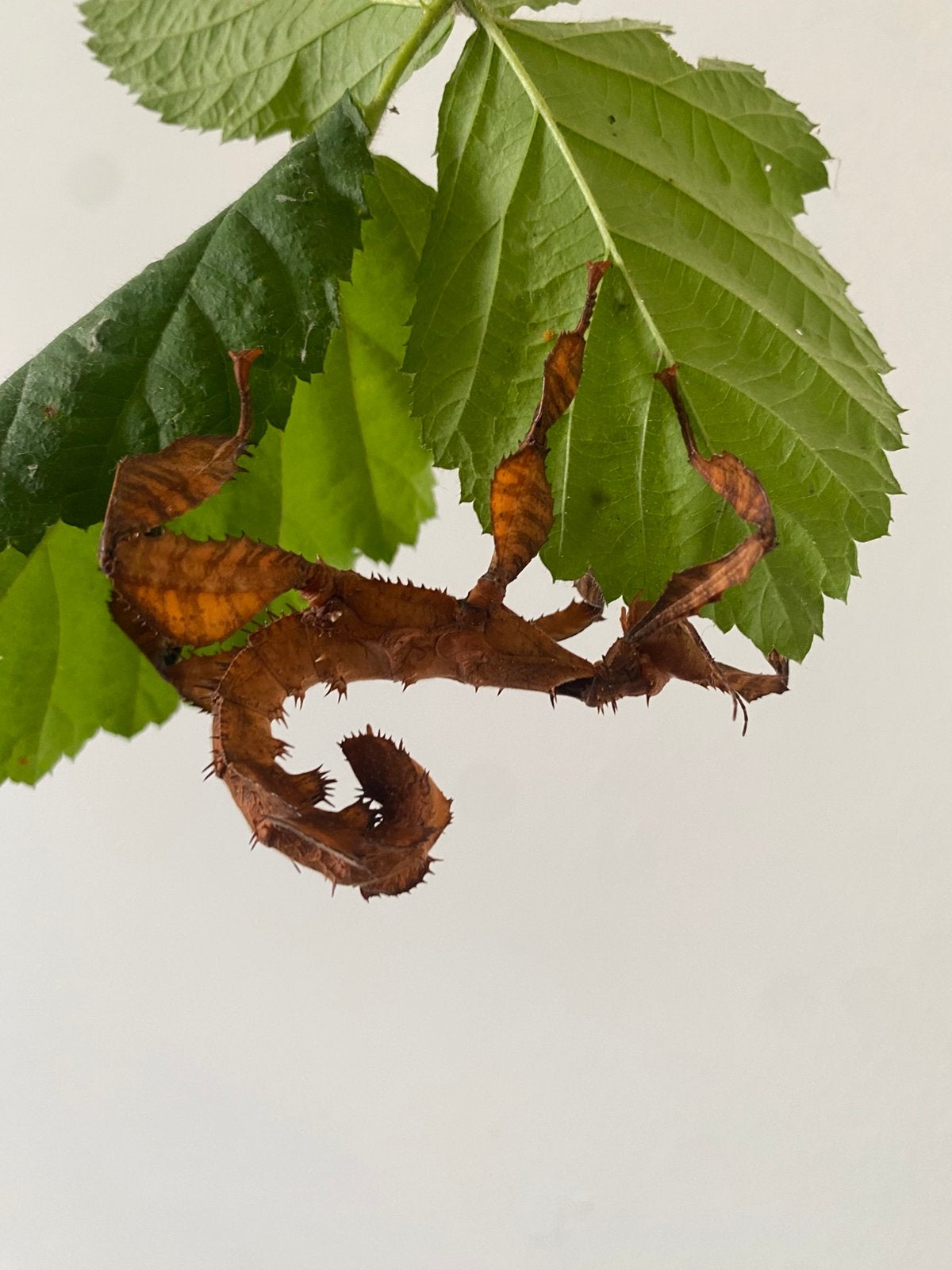 Australische flappentakken, Dieren en Toebehoren, Insecten en Spinnen