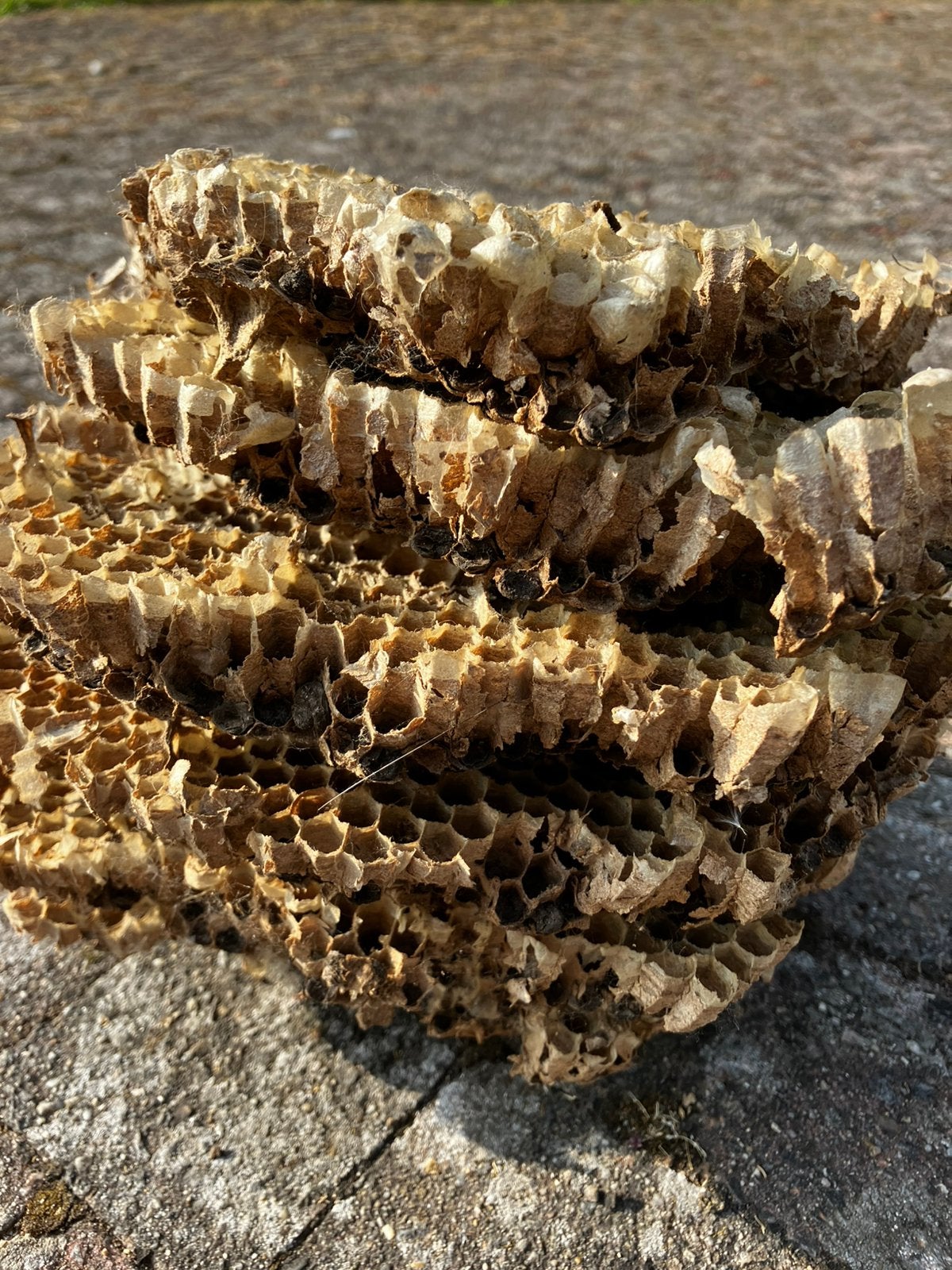 Restant nest Aziatische hoornaar., Tuin en Terras, Ophalen of Verzenden