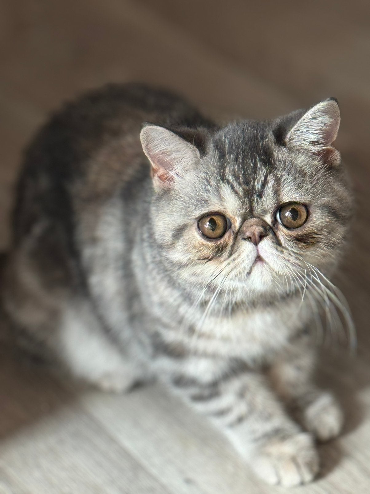 kitten Exotic korthaar, Dieren en Toebehoren, Poes, Met stamboom, 0 tot 2 jaar