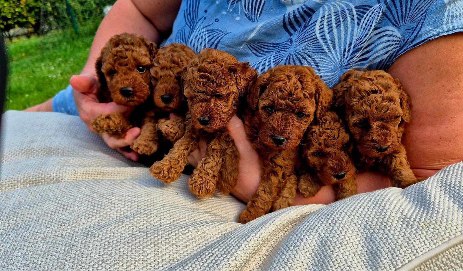 Poedel puppy's, Poedel, België, Fokker | Hobbymatig, Meerdere dieren