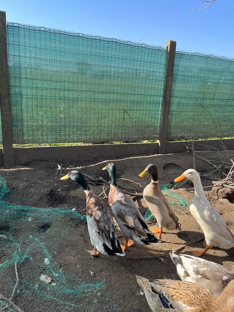 Verschillende loopeend woerden, Dieren en Toebehoren