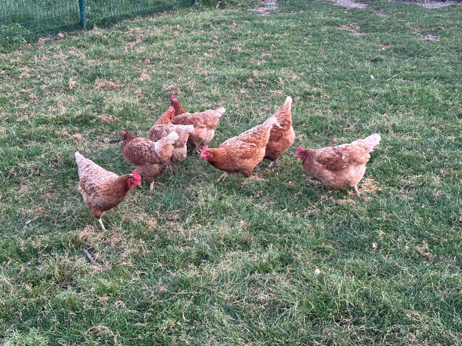Poules pondeuses brunes, Femelle, Poule ou poulet