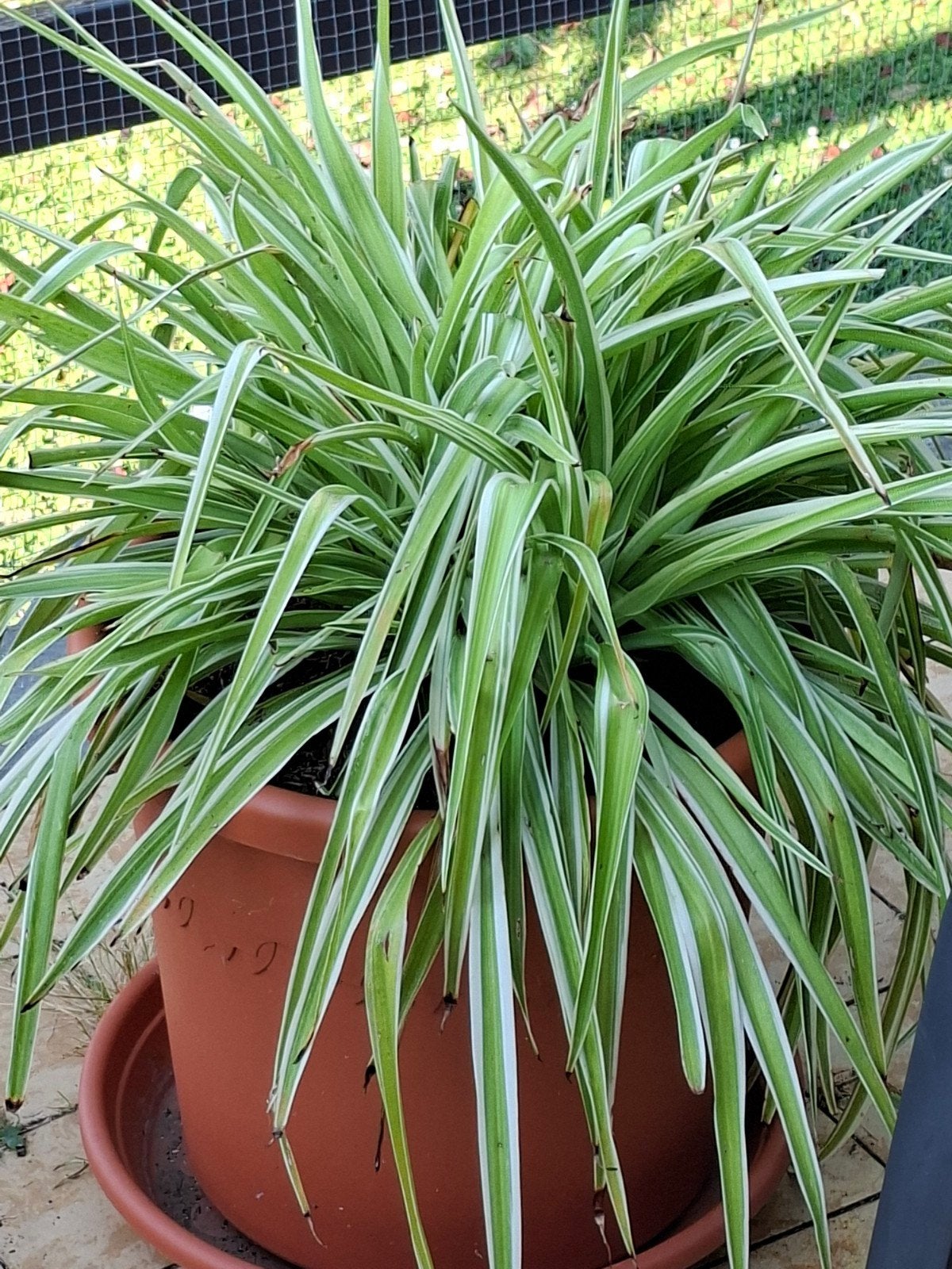 Graslelie plant met pot, Ophalen
