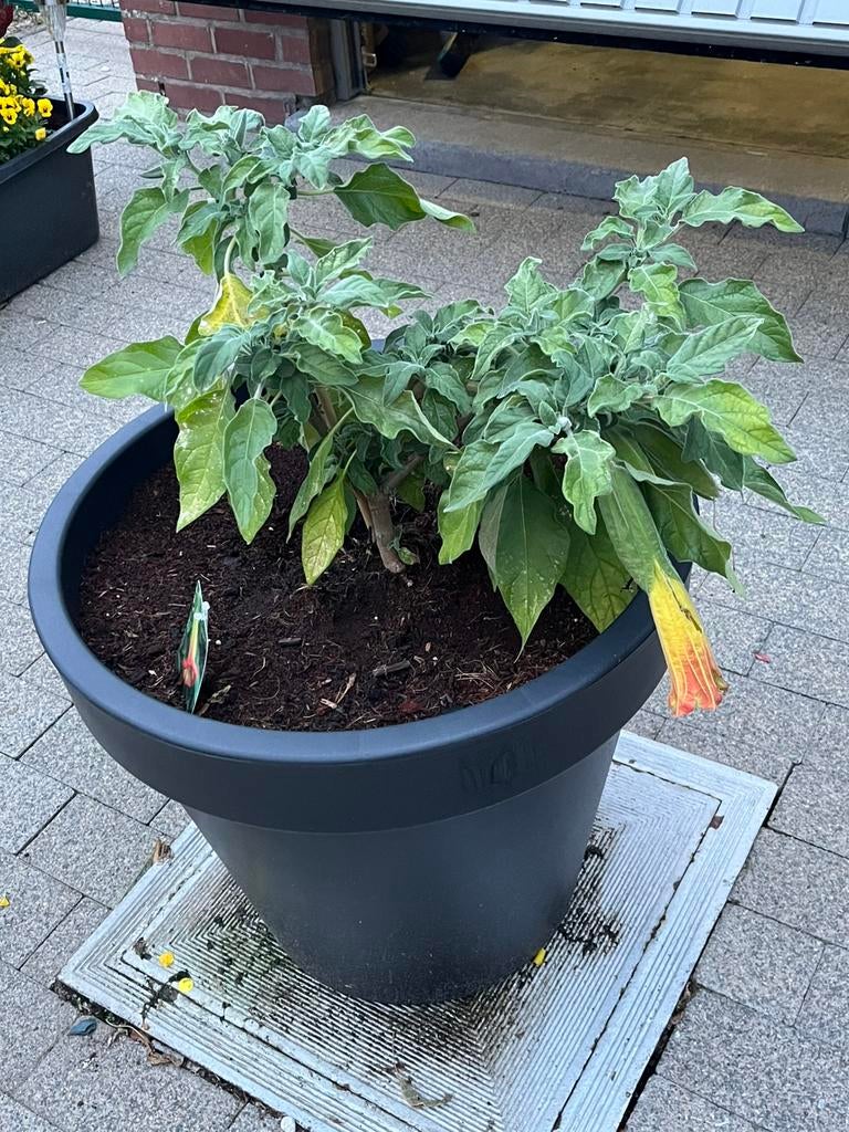 Te koop brugmansia, Tuin en Terras, Planten | Tuinplanten, Vaste plant, Halfschaduw, Zomer, Ophalen
