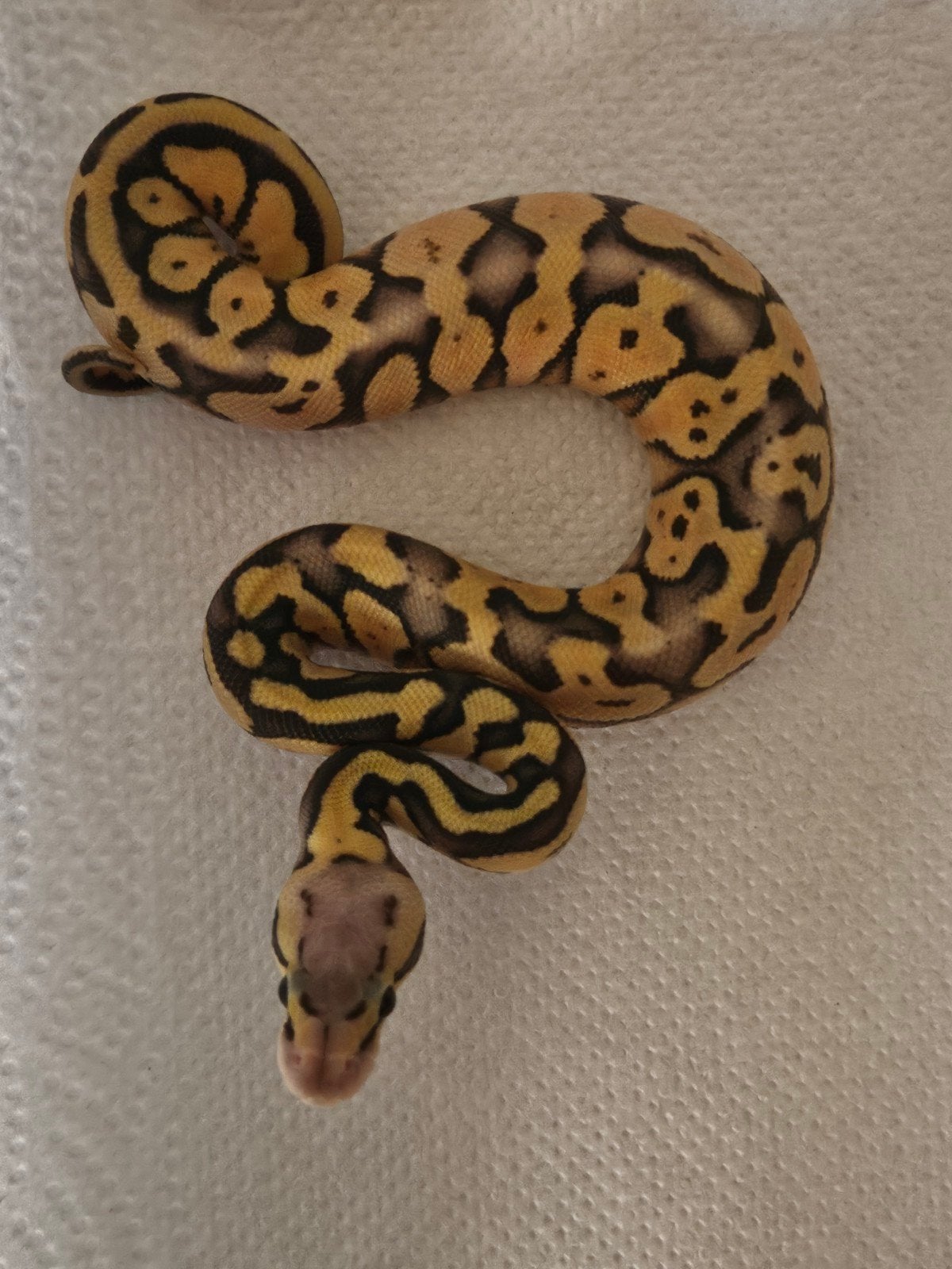 Python regius, Animaux & Accessoires, Reptiles & Amphibiens