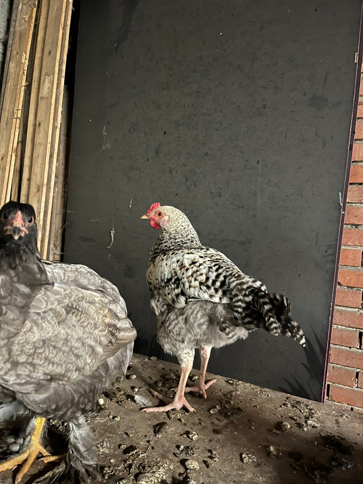 Easter egger haan, Dieren en Toebehoren, Pluimvee, Mannelijk, Kip