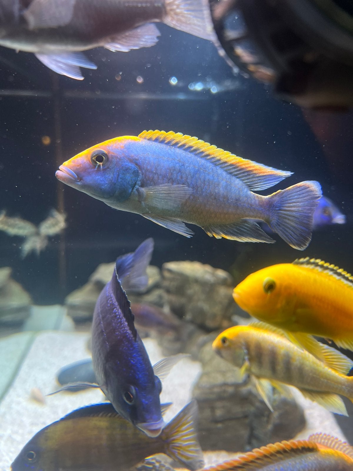 Helia, Dieren en Toebehoren, Vissen | Aquariumvissen