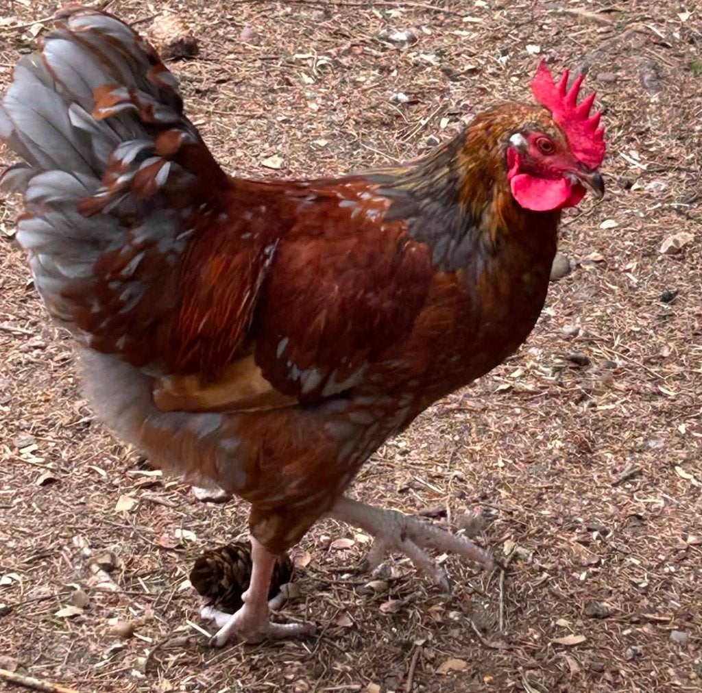 kopermarans x dubbelgezoomde barnevelder haan, Dieren en Toebehoren, Pluimvee, Mannelijk, Kip