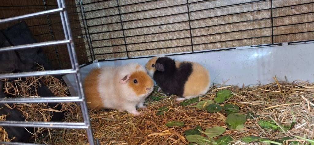 2 US Teddy beertjes, Dieren en Toebehoren