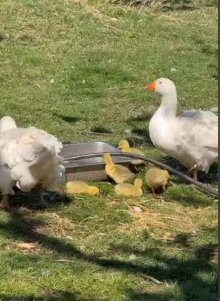 dubbele gans met 5 ganzen, Dieren en Toebehoren, Pluimvee