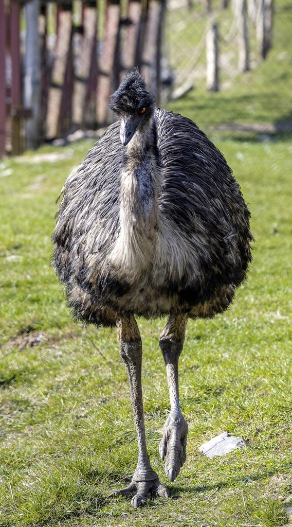 GEZOCHT: Emoe of Nandoe broedeieren, Dieren en Toebehoren, Pluimvee