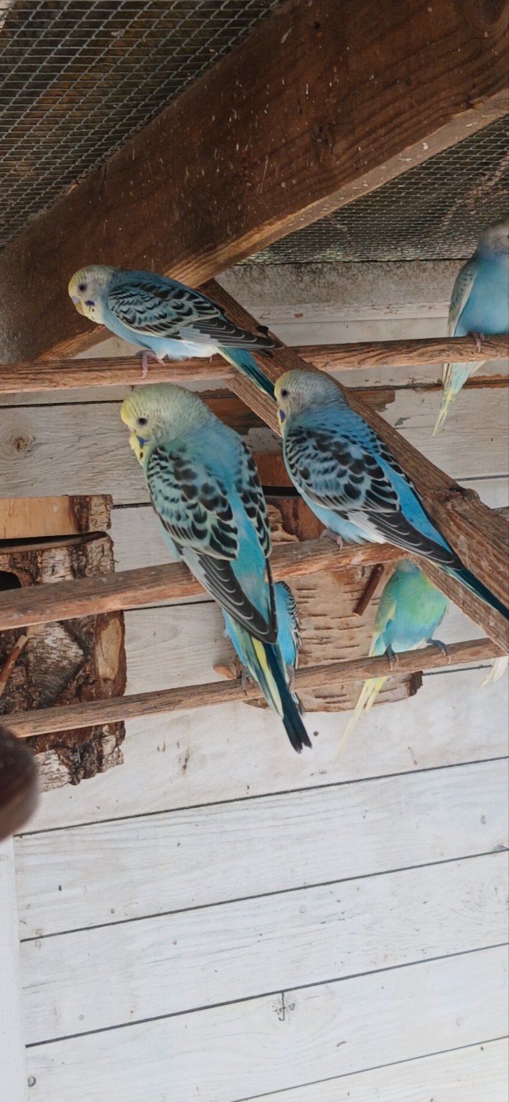 grasparkieten, Dieren en Toebehoren