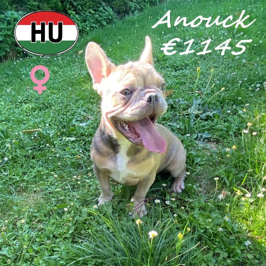 Franse Bulldog Anouck, een klein bolletje geluk, 15 weken tot 1 jaar, Buitenland, Teef, Parvo