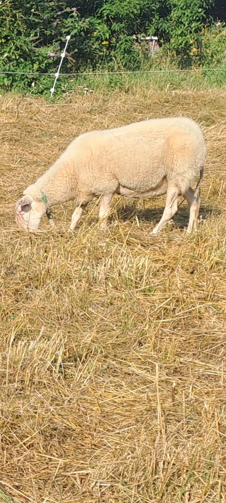 Brebis laitières belges 2021, Animaux & Accessoires, Moutons, Chèvres & Cochons, Femelle, Mouton, 3 à 5 ans