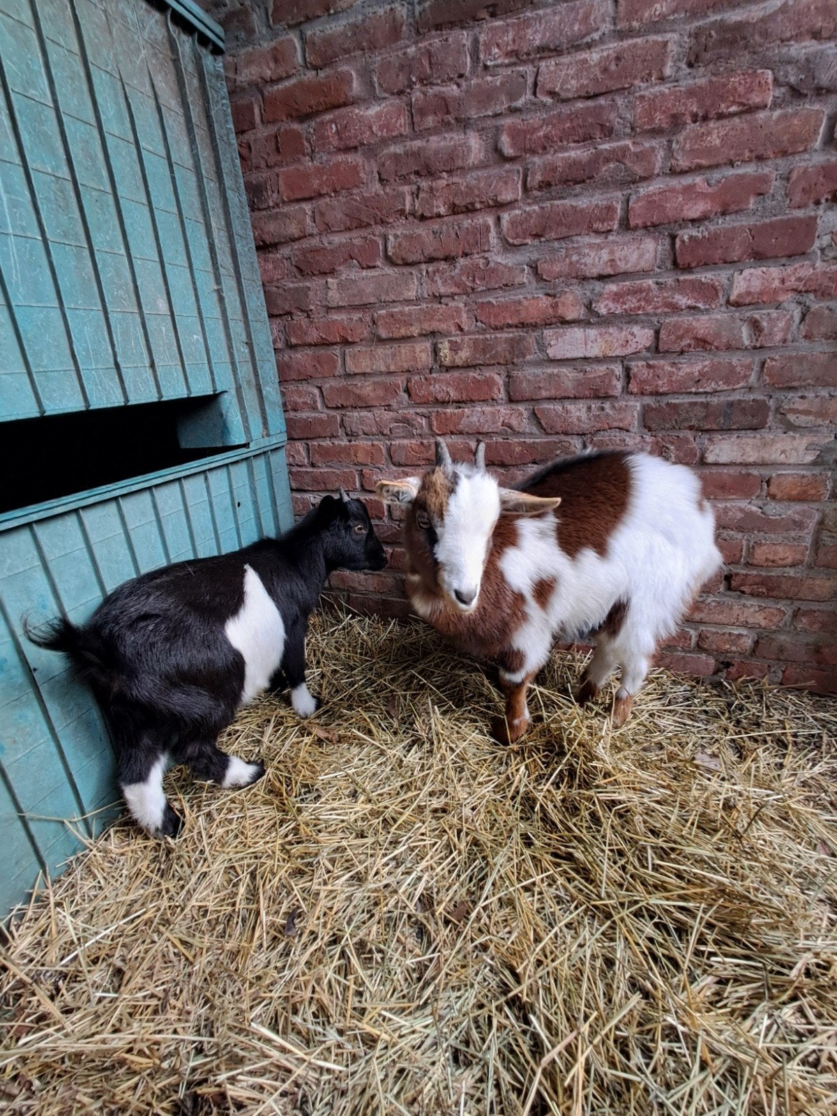 jonge dwerggeitjes miekes, Dieren en Toebehoren