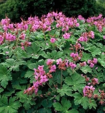 Bodembedekkende geranium roze, Tuin en Terras, Ophalen, Bodembedekkers, Vaste plant, Halfschaduw