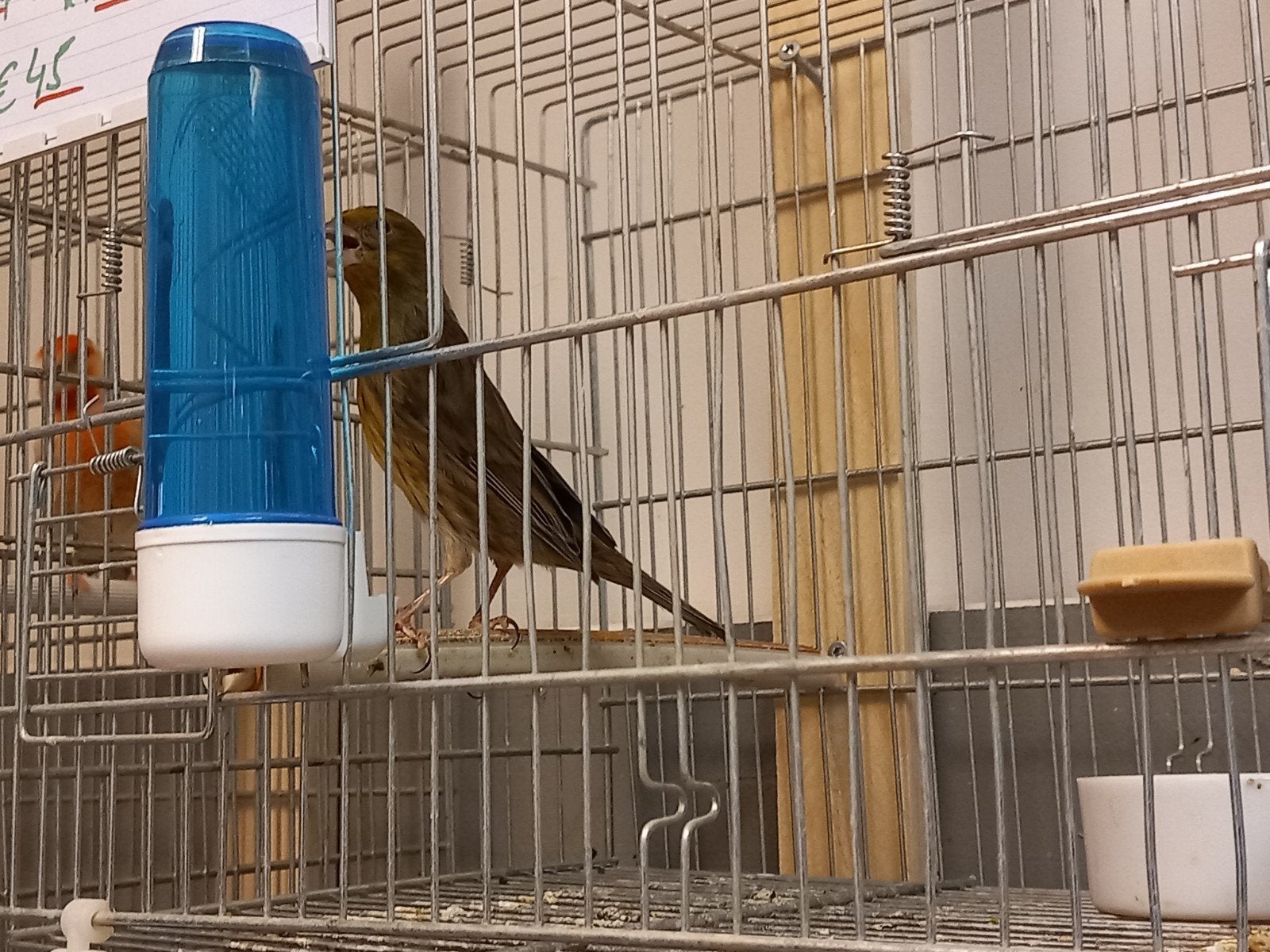 Mex rood8mus x kanarie, Dieren en Toebehoren