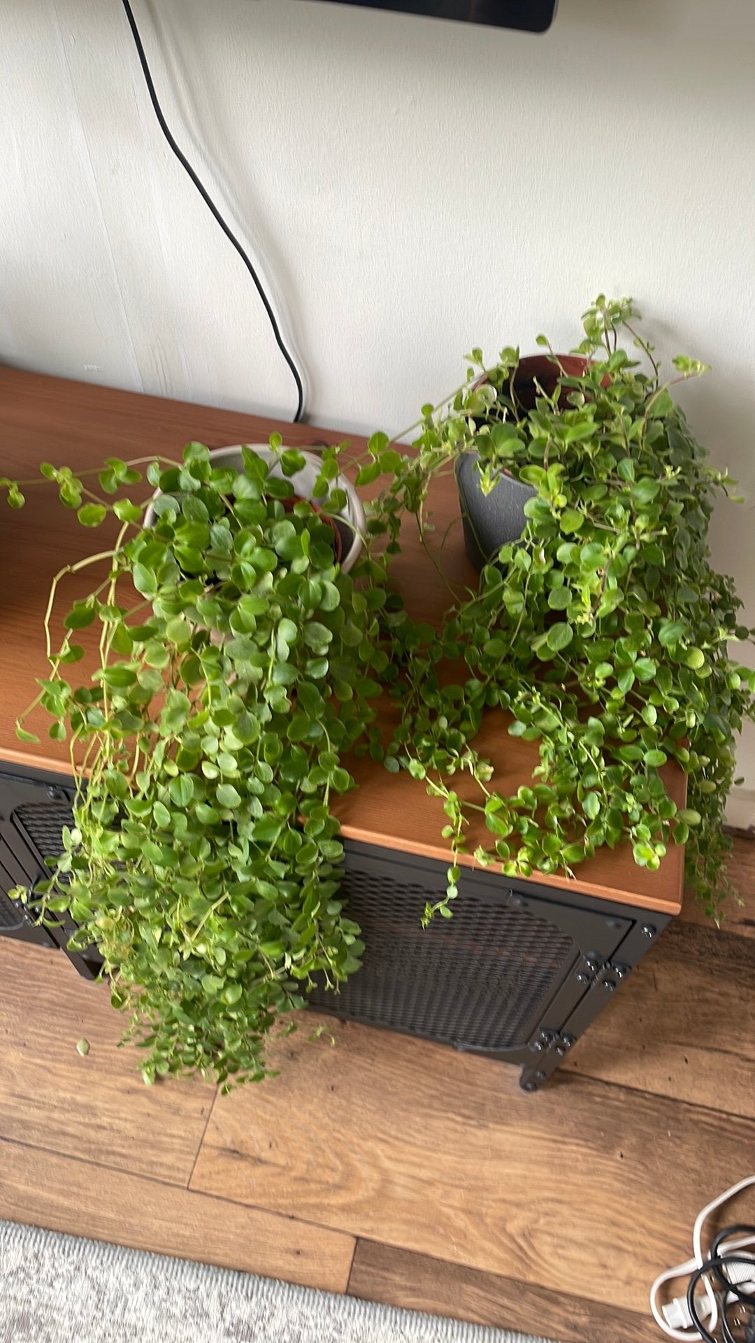 Diverses plantes avec pots, Enlèvement